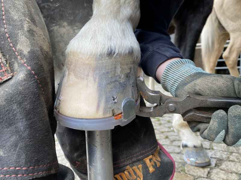 Rivettare - lavori finali sulla protezione dello zoccolo inchiodata