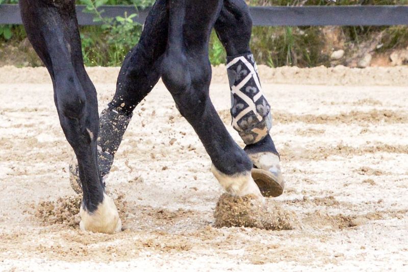 Sabots d'un Quarterhorse en spin - les sabots avant sont ferrés avec des protections alternatives pour sabots