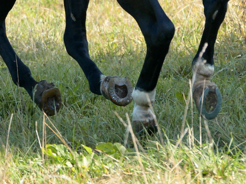 Cavallo Quater con ferrature composite sugli zoccoli anteriori e sliders sugli zoccoli posteriori