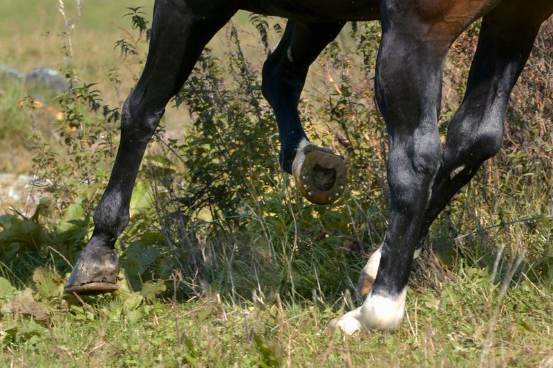 Cheval western avec ferrures en plastique et sliders