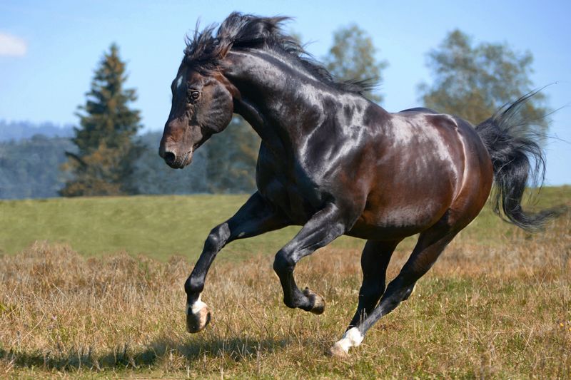 Quarterhorse Hengst mit Beschlägen aus Kunststoff mit Metallkern