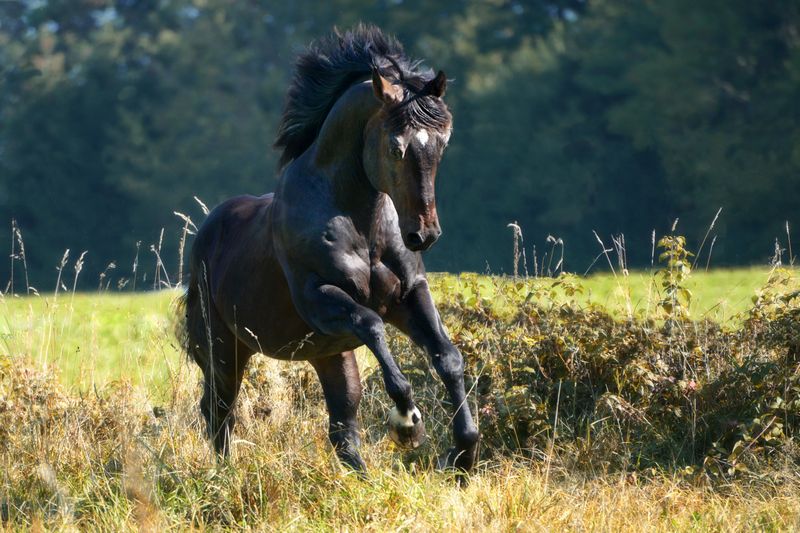 schwarzer Quarterhorse Hengst auf der Koppel mit Verbundbeschlägen