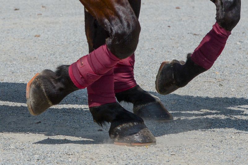 Détail - sabots de chevaux d'attelage ferrés avec des fers composites