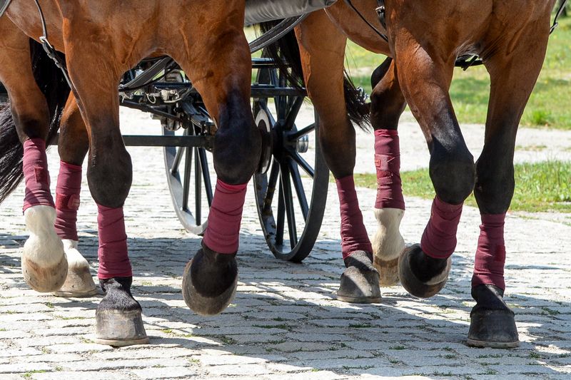 Des chevaux tirent une calèche en ville sur des pavés