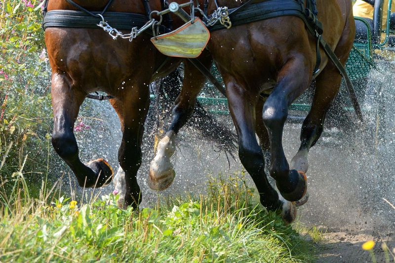 des chevaux au galop tirant une calèche à travers un ruisseau