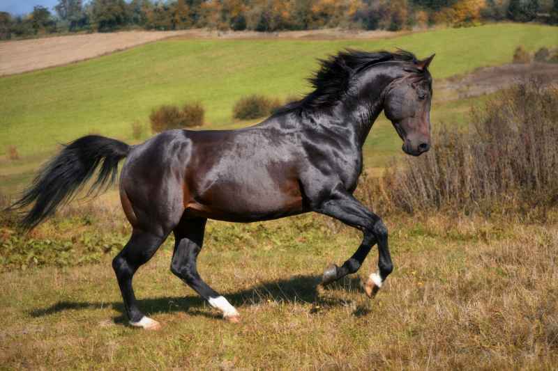 Quarterhorse con protezione alternativa dello zoccolo al pascolo