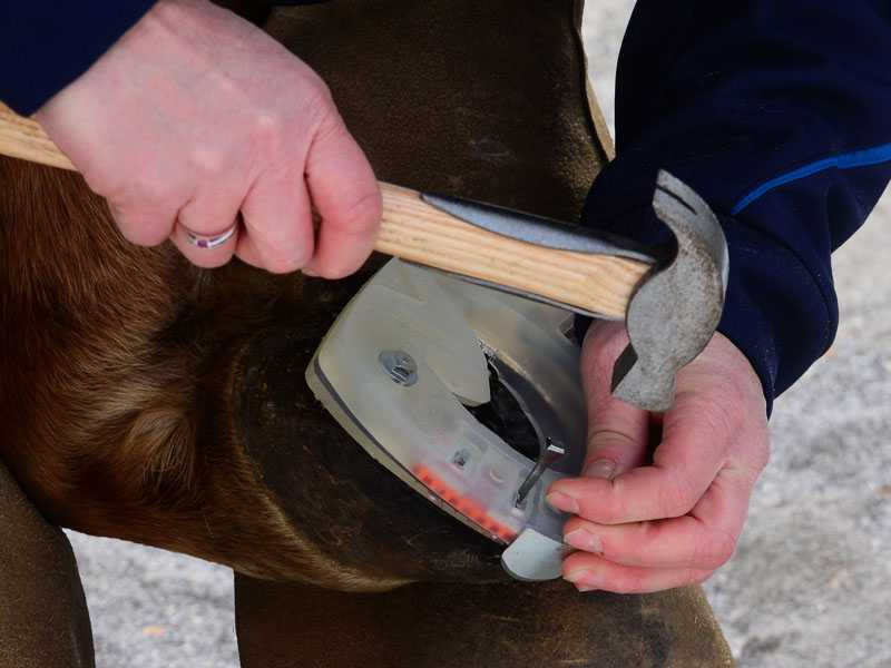 Winterbeschlag am Huf mit integrierterter Gummilippe ähnlich dem bekannten Snowgrip® und Stollen für mehr Grip