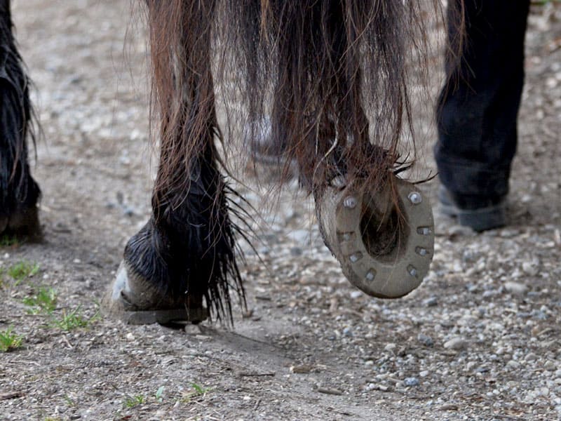 Promenade à cheval avec crampons