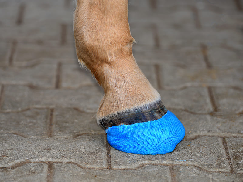 Seitlicher Blick auf den Cast-Beschlag, bestehend aus zehenoffenem Verbundbeschlag, Cast-Leisten und Cast-Bandage am Huf