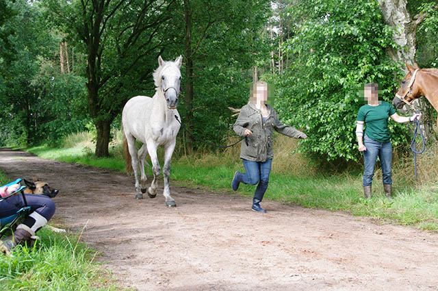 un cheval blanc est avancé au trot - vue de face