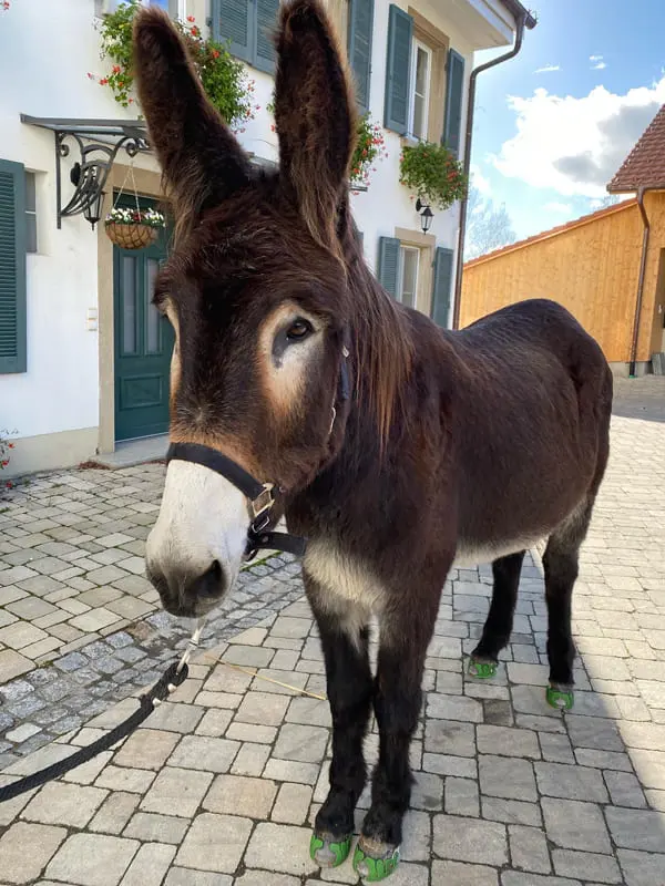 Esel mit Klebebeschlag