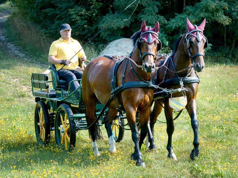 Deux chevaux tirent une calèche sur un pré verdoyant au printemps.