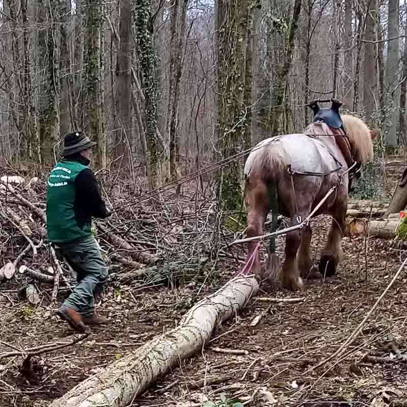 cheval de sang froid tirant un tronc d'arbre à travers la forêt