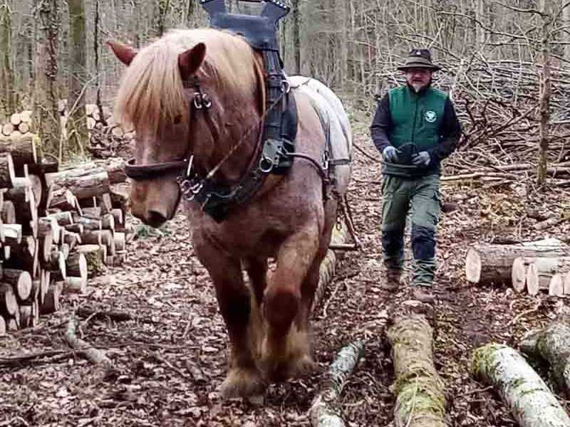 débardage - un cheval équipé d'un fer à cheval alternatif amortisseur de chocs dans le travail forestier