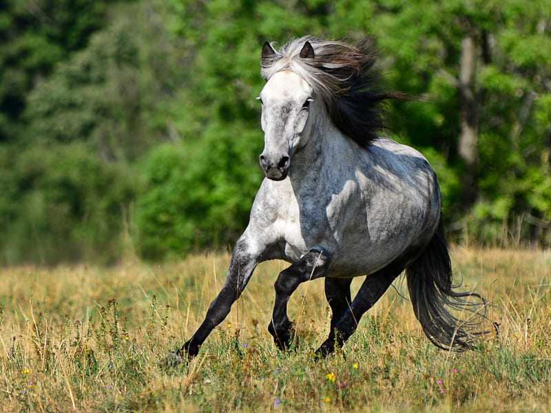 cheval avec protection de sabot alternative au pré