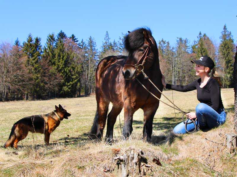 Freizeitreiter Islandpferd und Hund