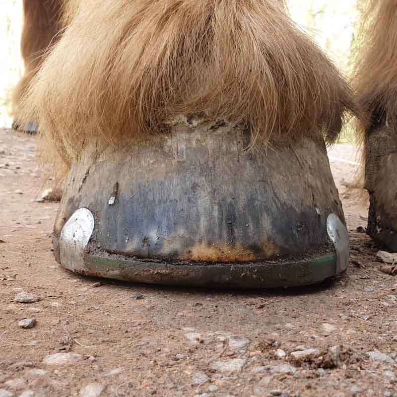 Sabot de cheval de sang froid avec ferrure en plastique avec noyau métallique solide et pinçons