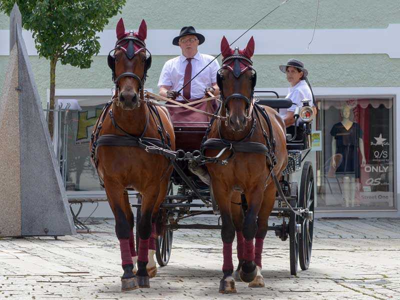 Kutschpferde mit Kunststoffbeschlag an der Kutsche angespannt in der Stadt