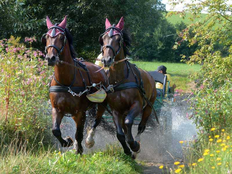 Kutschpferde beschlagen mit alternativem Hufschutz mit Kunststoffmantel galoppieren durch einen Bach auf die Wiese