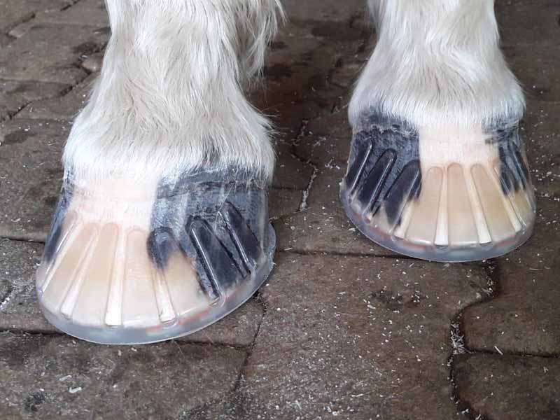 Sabots de chevaux équipés d'un fer en plastique et d'un collier adhésif