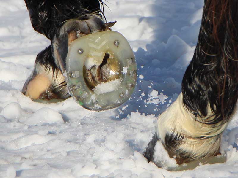 Cheval monté en hiver avec ferrure synthétique avec noyau métallique stabilisant et spikes pour plus de grip