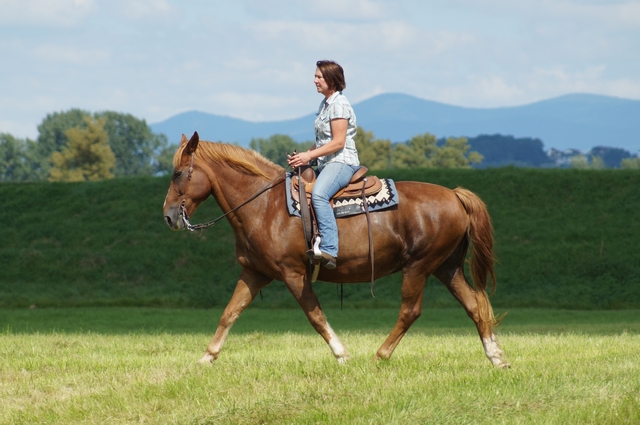 Cavalière dans un pré