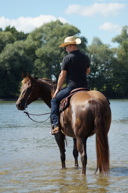 braunes Pferd mit Reiter steht im Fluss