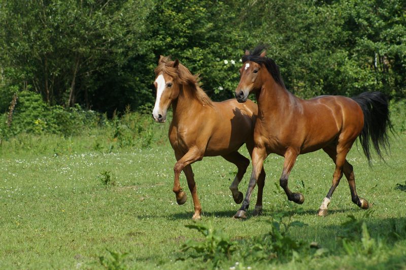 deux hongres Paso Fino au pré