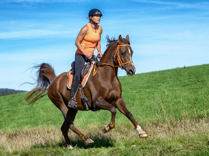 Une cavalière d'endurance avec un haut orange monte un cheval avec un pad orange, un harnachement orange et des fers alternatifs.