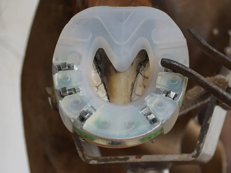 Aufnageln eines alternativen Hufeisens, des sogenannten Arizona Beschlags, auf den Pferdehuf. Der Hufschmied nutzt eine Zange, um den Hufnagel komplett im tiefer gelegenen Nagelloch zu versenken.