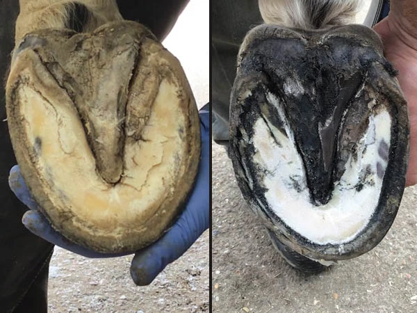 Das Foto zeigt 2 Hufe in sehr unterschiedlichem Zustand: ein Huf wurde mit Red Horse&reg; Artimud&reg; behandelt, der andere nicht.