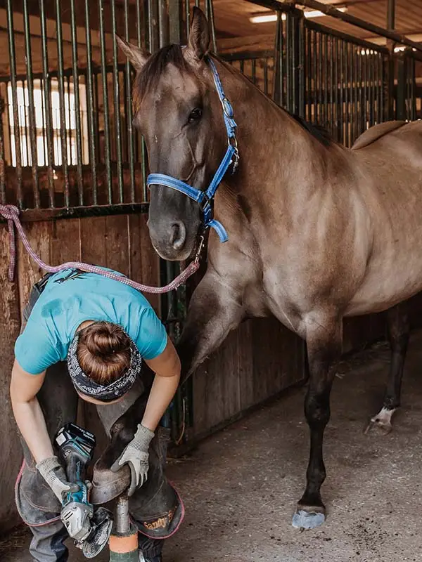 La maniscalca Sandy Frank esegue il pareggio con la smerigliatrice nel corridoio della scuderia. Il cavallo ha l'anteriore sinistro posizionato sul cavalletto poggiapede.