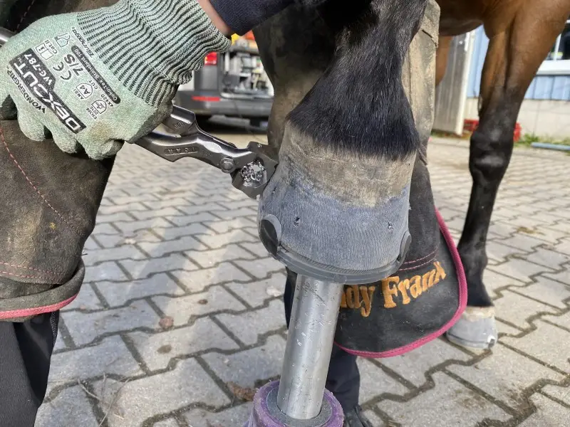 Letzte Schritte beim Beschlagen am Huf: Einsatz der Hufbeschlagzange.