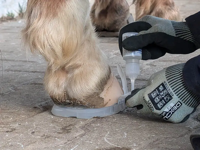 Ankleben einer Wolf Busch® Basic Lasche auf den Hinterhuf eines Pferdes. Die Hufschmiedin spreizt eine Lasche vom Huf ab und trägt den Marston Domsel Blitzschnell Sekundenkleber auf.