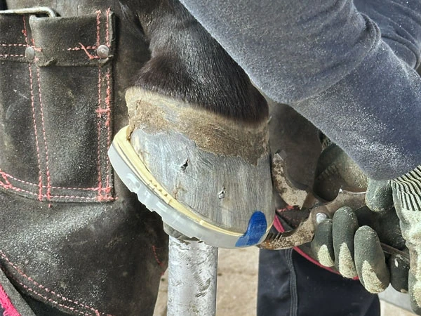 Detailaufnahme beim Vernieten am Huf. Der Beschlag besteht aus einem Duplo Verbundbeschlag mit zwei Keilen und einem blueline® Anschweissaufzug als Zehenkappe.