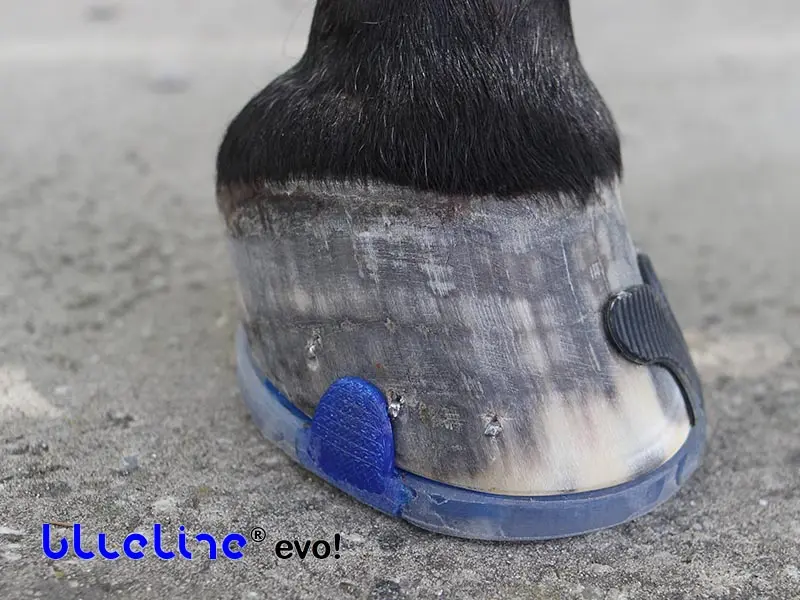 Dettaglio di uno zoccolo con ferratura blueline® evo! incollata da un lato e chiodata dall’altro.