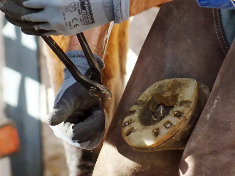 Hufschmied nimmt Hufeisen ab und greift die Nägel mit der Nagelziehzange, Huf mit genageltem Kunststoffbeschlag sichtbar