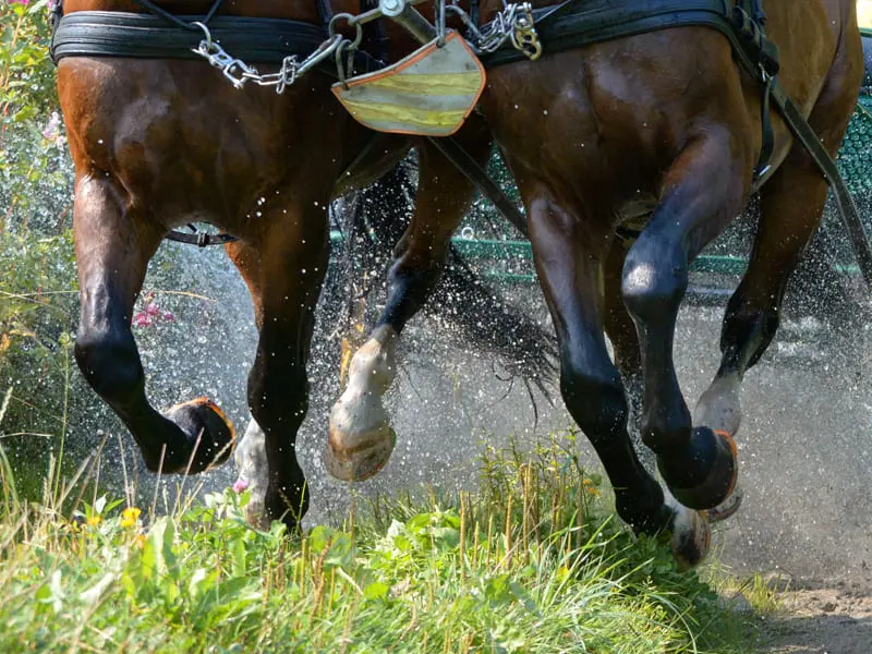 Zwei Pferde mit Verbundbeschlägen ziehen eine Kutsche über eine Frühlingswiese, Wasser spritzt nach dem Galopp durch einen Bach