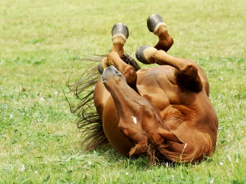 Braune Quarter-Horse-Stute wälzt sich auf der Graskoppel, alle vier Hufe mit Hufeisen in der Luft sichtbar