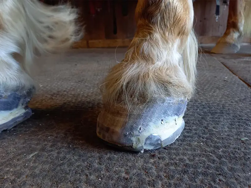 Un sabot ferré d'un Haflinger. Un substitut de corne Equilox de couleur claire a été utilisé pour préparer le sabot au clouage du fer à cheval.