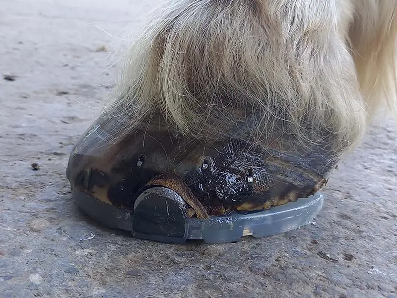 Vue latérale d'un sabot de Haflinger ferré avec des fers en plastique.