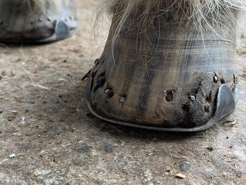 Ansicht auf einen beschlagenen Huf mit schlechter Hornqualität und vielen alten Nagellöchern.