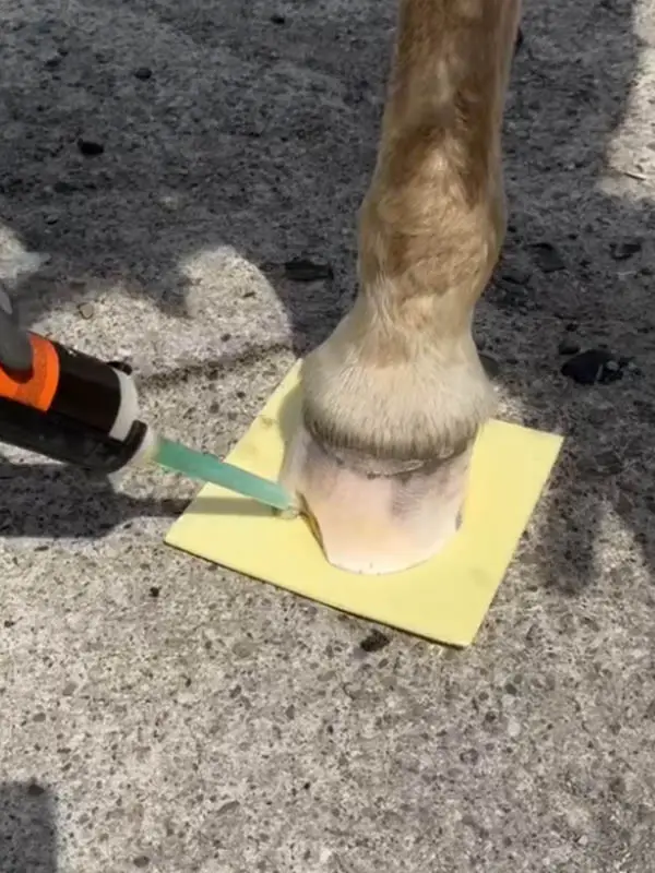 Detailaufnahme eines Pferdehufes - der Hufschmied ist gerade dabei einen Hornersatz anzubringen.