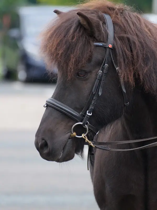 Profilbild eines schwarzen Islandpferds mit Zaumzeug vor dem Reiten auf der Ovalbahn.