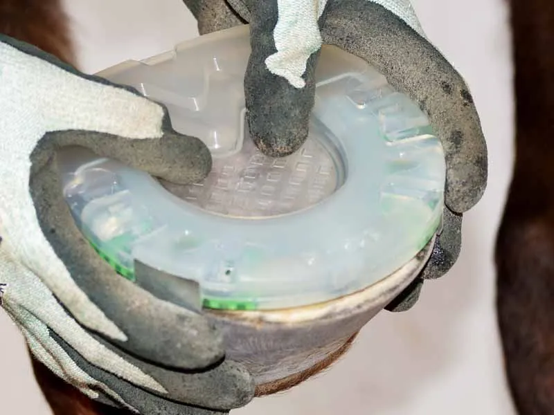 Il maniscalco verifica la vestibilità di una ferratura ammortizzante con soletta integrata e barbette sullo zoccolo del cavallo.