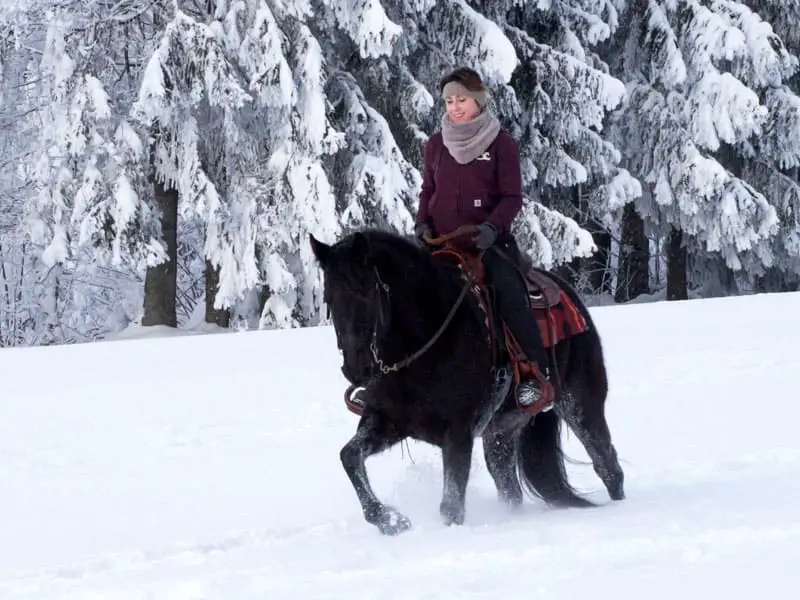una cavalcatrice cavalca un Missouri Foxtrotter nero nella neve; sullo sfondo si vedono abeti innevati
