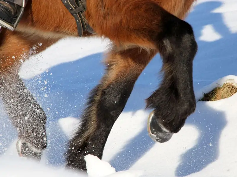 Inquadratura dettagliata degli zoccoli di un cavallo islandese con una protezione alternativa dello zoccolo, dotata di fori per ramponi e becchi laterali, mentre corre nella neve profonda.