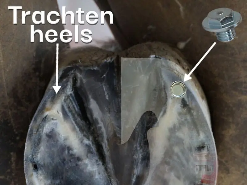 Su uno zoccolo appena pareggiato viene mostrata la posizione corretta dei fori per i ramponi sullo zoccolo del cavallo. Una freccia indica i talloni.