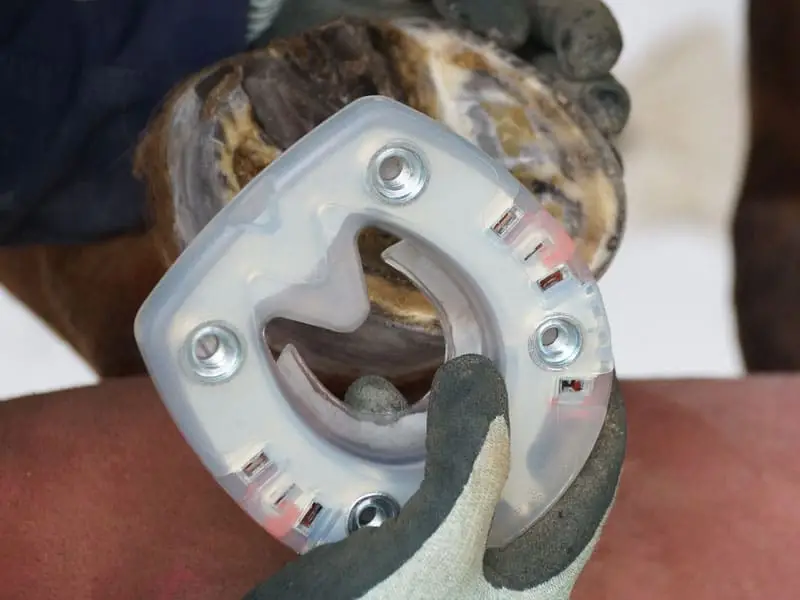 Il maniscalco verifica la calzata di un ferro per il salto ostacoli con quattro fori per ramponi e rivestimento in materiale plastico ammortizzante sullo zoccolo del cavallo.