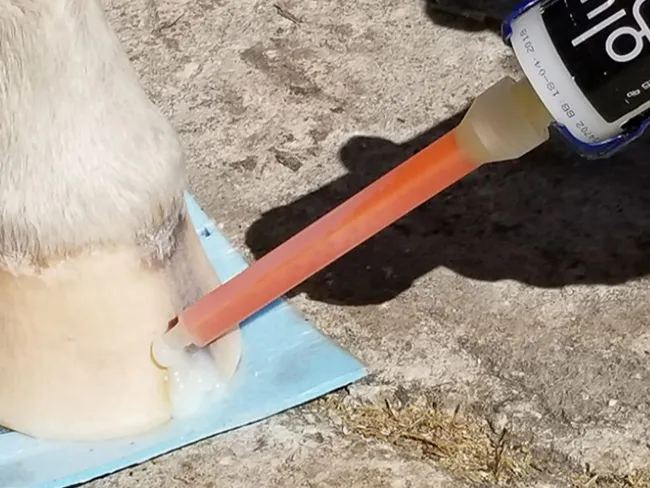 Der Hufbearbeiter füllt einen Riss in der Hufwand mit dem Zwei-Komponenten-PU-Klebstoff SHUFIX auf.